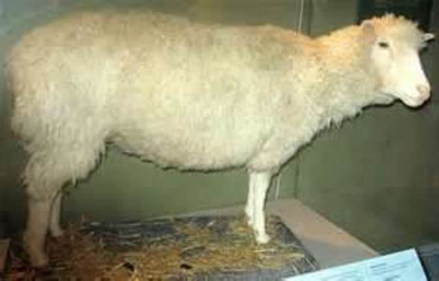 Cloned Sheep