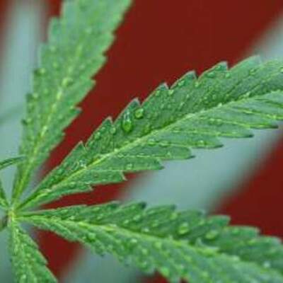 Timeline: Legalization Of Marijuana Based On: Pure THC, "History of Marijuana."