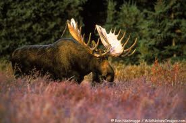 "As strong as a Bull Moose!"