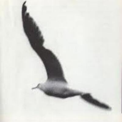 Timeline: Jonathan Livingston Seagull