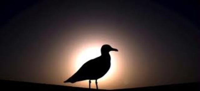 Chiang - The Elder Gull