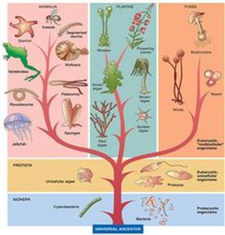 Carlos Linneo creó el sistema de nomenclatura binomial