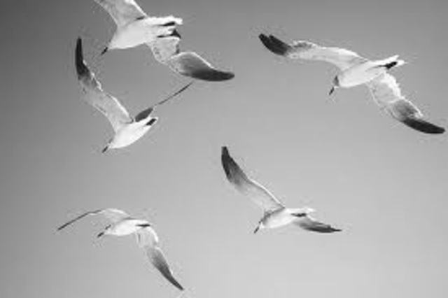 Returning to the Flock