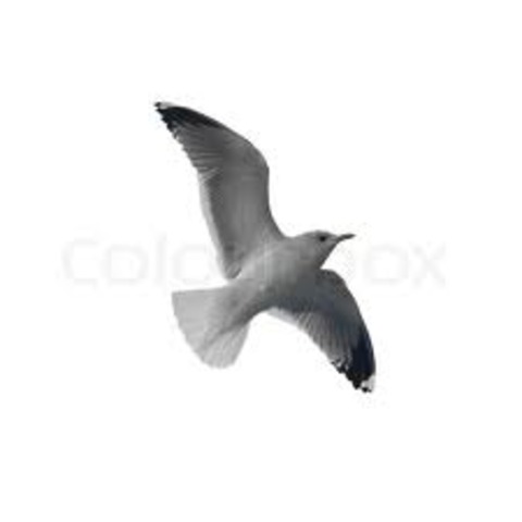 Fletcher Lynd Seagull