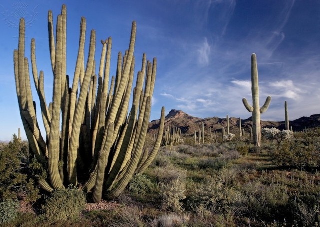 Saguaro Cactus