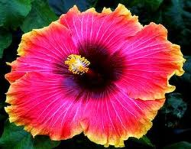Morrie's hibiscus plant