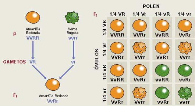 BASE DE LA GENÈTICA Publicació de les Lleis de Mendel