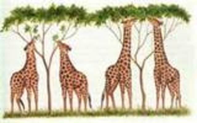 Teoria de l'evolució - Charles Darwin