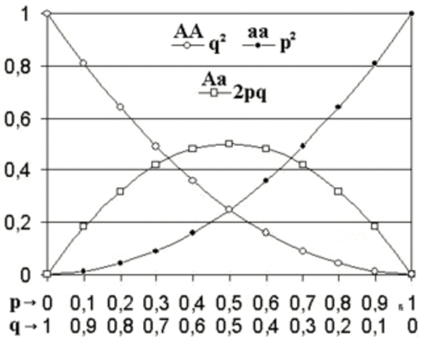 El principi d'equilibri Hardy-Weinberg
