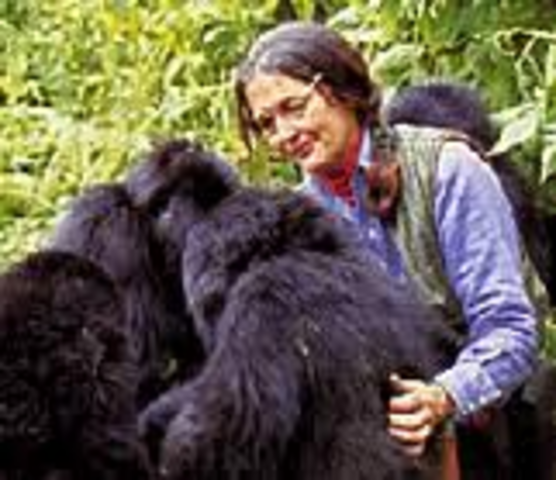 Dian met Digit her favorite gorilla.