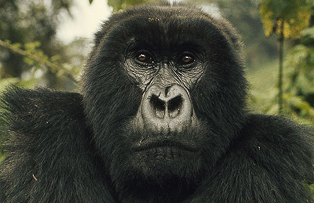 Digit the Gorilla dies