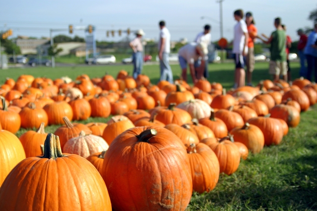 Pumpkin Patch Field Trip