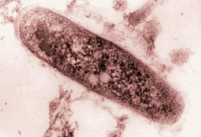 Bacil de tuberculosi