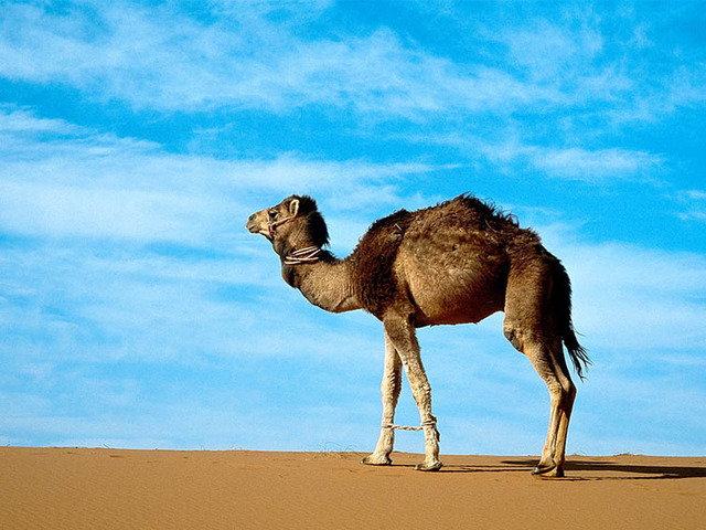 Camels were first brought to the Shara