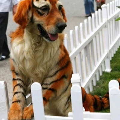 Timeline: short life