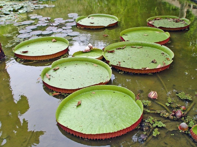 Amazon Cooperation Treaty - TCA and Plan of Action on Science and Technology for the Amazon