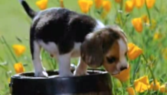 We learned a song in Slovenian!