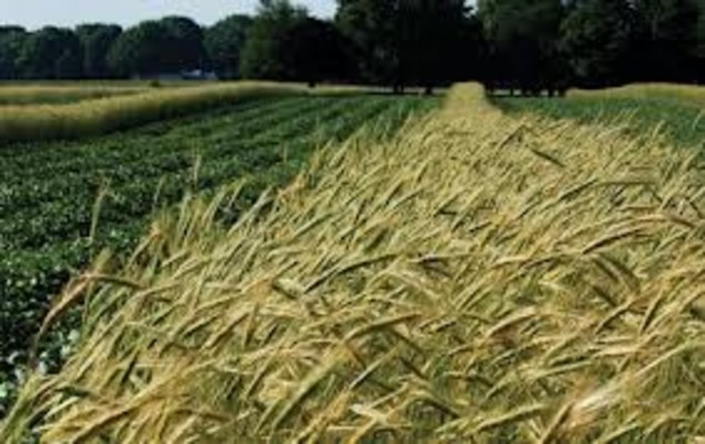 Ohio Valley Conflict