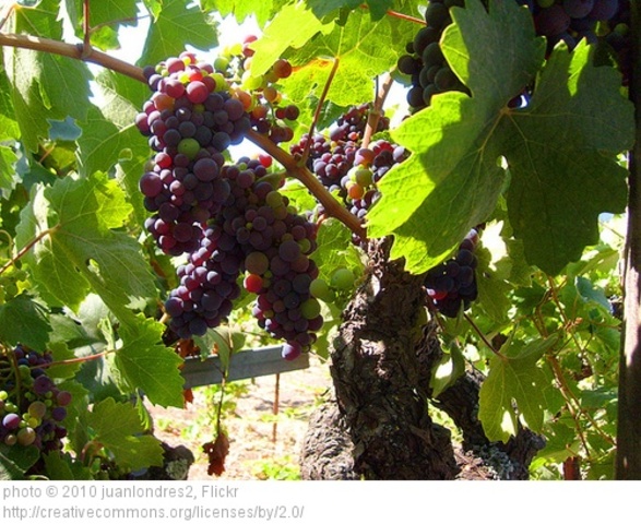 Graduated from Sonoma State University