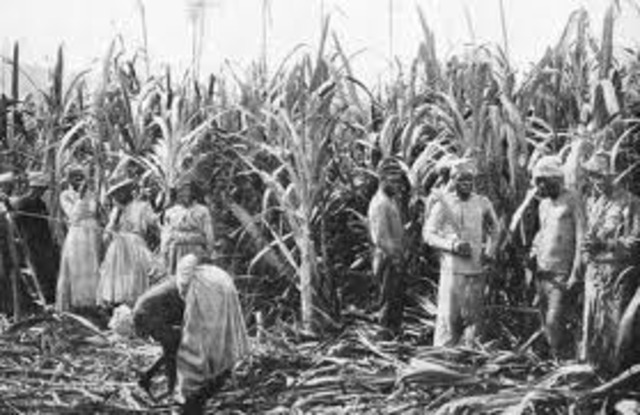 African slaves brought in