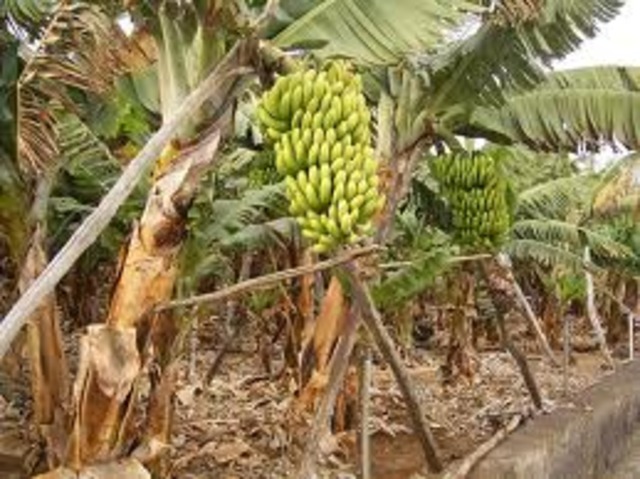 Banana plantations take off in Jamaica