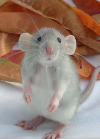 The Great Plague of London