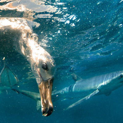 Timeline: Dansk litteraturhistorie / Historiske højdepunkter og perioder