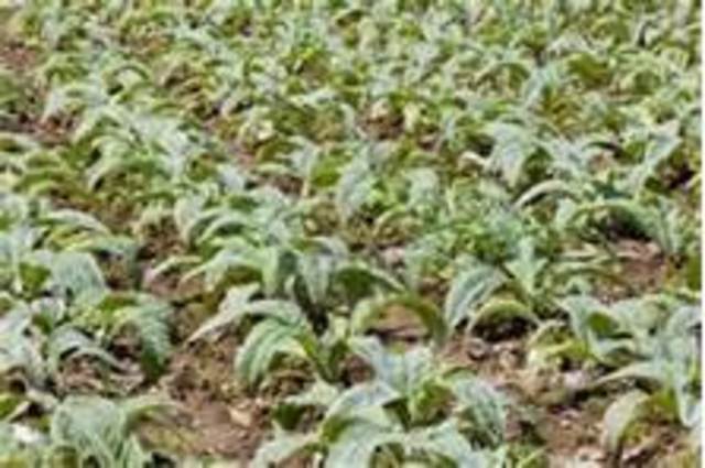 sacajawea proves useful