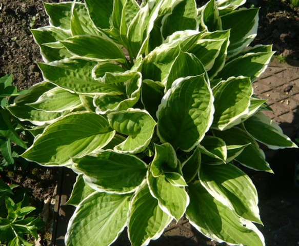 Classifies and arranges groups