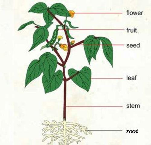 Structures/parts of living things
