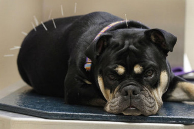 Animals and Acupuncture