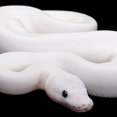 Timeline: Winter Quarter Independent Study