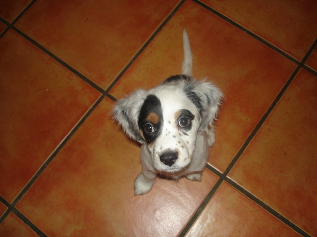 Mi madrina me dio mi primer perro