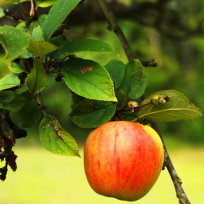 Timeline: Isaac Newton