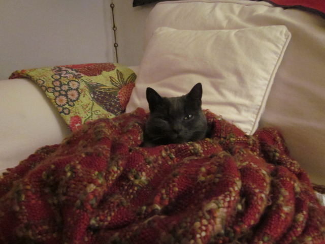 My cat survived kidney failure!!