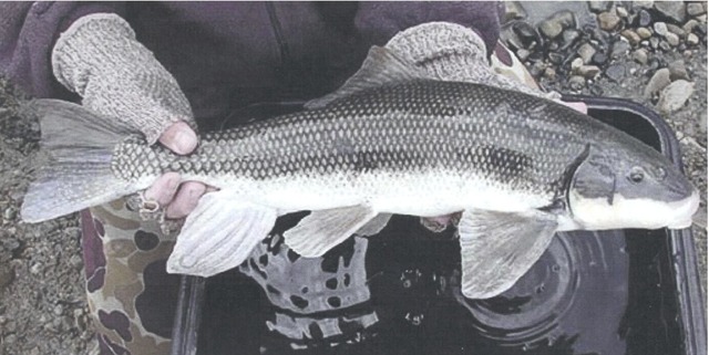 June Sucker classified as "endangered"