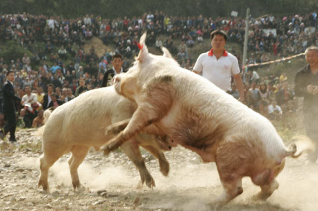 Napoleon and Snowball Fight ~ Stalin and Trotsky Fight