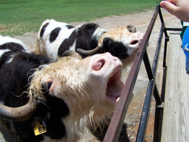 Rations Cut For Lower Class Animals ~ Widespread Famine