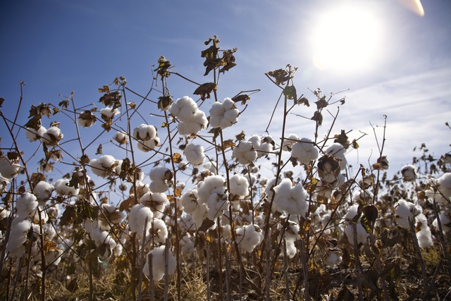 Eli Whitney Patents the Cotton Gin