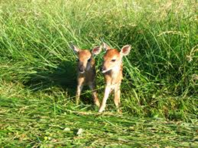 Moose attack !!!!!!!!!