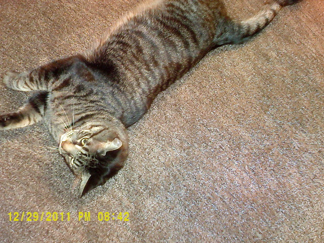 Adopted my cat Tommy