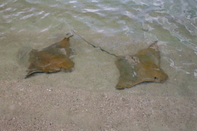 Stingrays in Florida