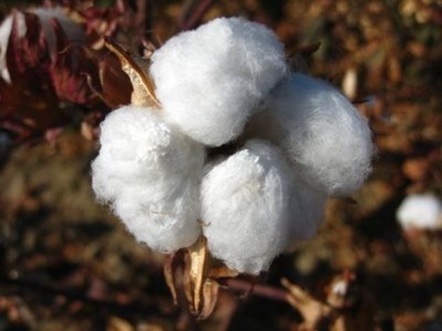Cotton into Cloth!