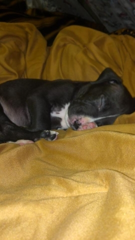 My puppy Stiles was born