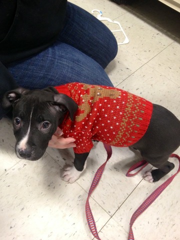 Stiles got his first sweater!