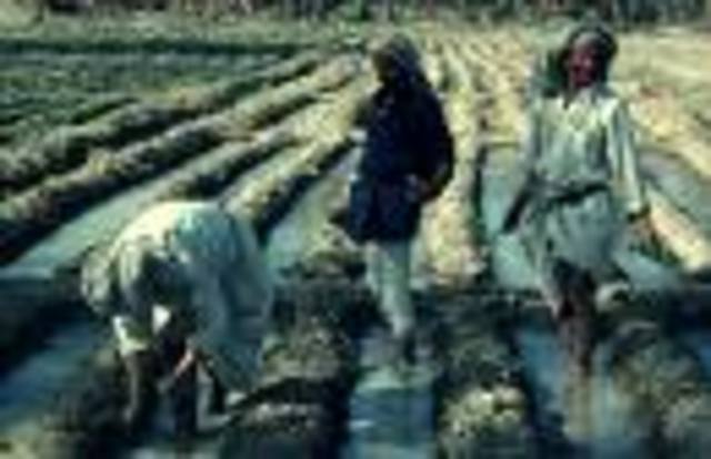 Peasants begin to use three-field system in farming.