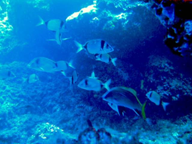 Aparició d'essers vius marins