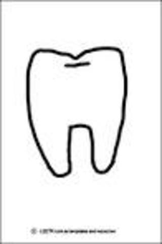 first tooth