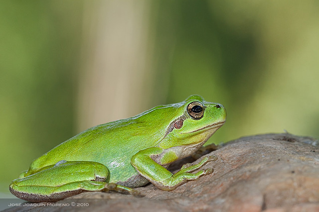 Neixen capgrossos clonats artificialment.