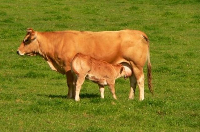 Clonació d'embrions més desenvolupats